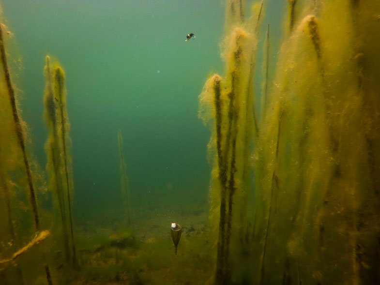 Fox Edges Zig Float Kit - dé KarperCentrale Fox Edges Zig Float Kit - dé KarperCentrale